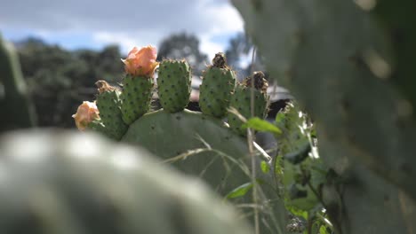 Unique-view-among-prickly-pear-plants,-showcasing-ripe-fruits-ready-for-harvest-with-flowers-on-some,-in-a-beautiful-natural-setting