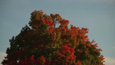 Lebendiger-Ahornbaum,-Der-Während-Der-Hochsaison-Im-Herbst-Die-Laubfarben-Verändert