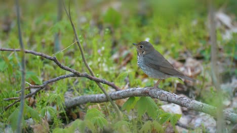 Wood-Thrush-Birds-Migration-Springtime-4K-Nature
