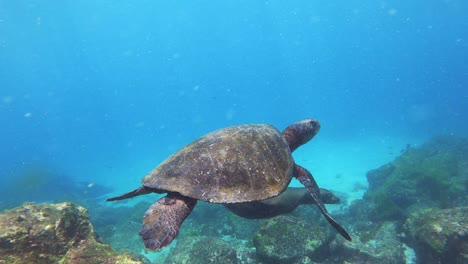 Underwater-Adventure:-Sea-Turtle,-Sea-Lion,-and-Beautiful-Wildlife-in-the-Ocean