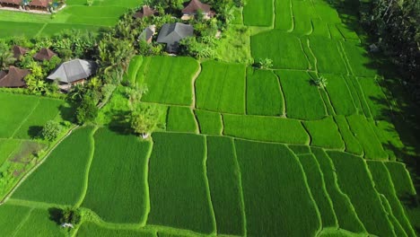 Aerial-4K-Drone-Footage:-Breathtaking-View-of-Rice-Fields,-Villas,-Tropical-Beauty-near-Campuhan-Ridge,-Ubud,-Bali