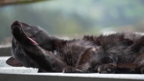 Detailed-scene-of-a-black-cat,-reclining-and-meticulously-grooming,-showcasing-its-natural-elegance-and-self-care