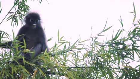 a-family-of-silvered-leaf-monkey-or-silvery-lutung-in-a-wildlife