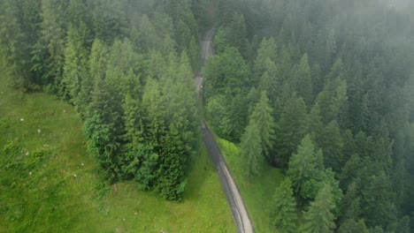 Drone-shot-of-a-small-road-leading-from-a-green-field-into-a-forrest-on-a-cloudy-day