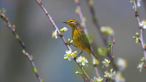 Springtime-Birds-Migration-Palm-Warbler-4K-Nature