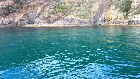 Isla-Bruny,-Tasmania,-Australia---15-De-Marzo-De-2019:-Foca-Nadando-Cerca-De-La-Costa-Avistada-Por-Pasajeros-En-Un-Barco-Turístico-En-La-Isla-Bruny-En-Tasmania,-Australia