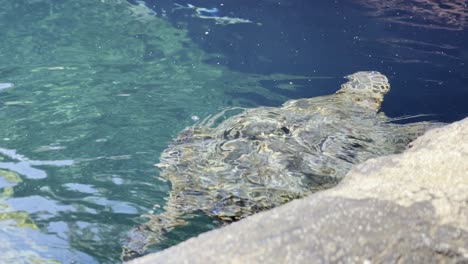 Filmaufnahme,-Die-Einer-Hawaiianischen-Grünen-Meeresschildkröte-Beim-Schwimmen-Im-Maui-Ocean-Center-In-West-Maui,-Hawaii,-Folgt