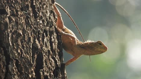 Lizard-in-tree---relaxing---food---pry