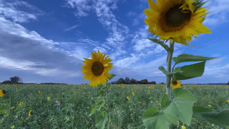 Wide-angle-close-up-shot-of-sunflowers-moving-in-heavy-wind