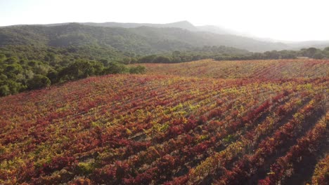 Arrábida-vineyards-drone-shot-in-Portugal