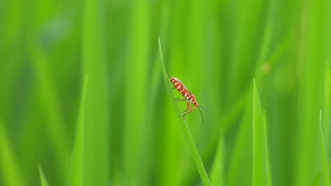 Wasp-relaxing-on-green-rice-grass-