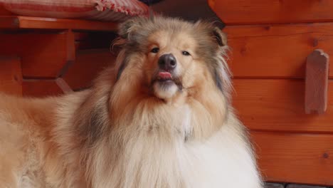 A-Close-up-View-of-adorable-Rough-Collie-dog-smiling