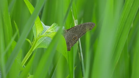 Schmetterling,-Der-Sich-Auf-Reisgras-Entspannt