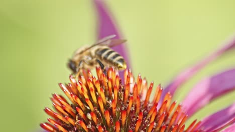 Makroaufnahme-Einer-Honigbiene,-Die-Ihre-Kleinen-Beine-Bewegt-Und-Die-Blüte-Verlässt