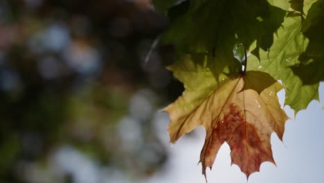 Das-Herbstsonnenlicht-Scheint-In-Zeitlupe-Durch-Die-Rötlichen-Ahornblätter