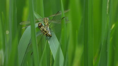 TIger-Dragonfly-matting-in-green-rice-grass-