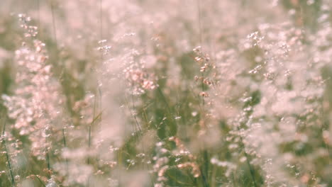 Zeitlupe-Wunderschöner-Grasblumen,-Die-Langsam-Vom-Wind-Wiegen