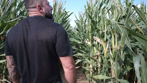 man-in-a-corn-crop