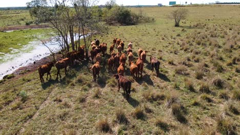 Cattle-moving-swiftly-across-a-field-in-Argentina,-exemplifying-the-dynamic-and-energetic-nature-of-South-American-ranching-practices