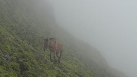 A-horse-grazing-on-mountain-pasture-in-the-morning-light-and-fog-in-the-Himalayas-of-Nepal