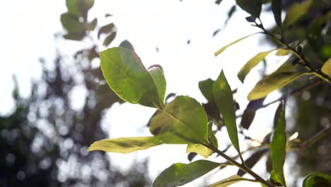 Die-Yerba-Mate-Pflanze-Wiegt-Sich-Anmutig-Im-Wind-Und-Zeigt-Den-Natürlichen-Und-Rhythmischen-Tanz-Dieser-Ikonischen-Südamerikanischen-Pflanze