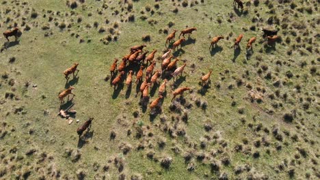 Cattle-walking-through-a-vast-pasture