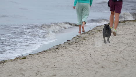 Menschen-Und-Hunde-Gehen-Am-Sandstrand-Entlang,-Während-Die-Wellen-An-Land-Spülen