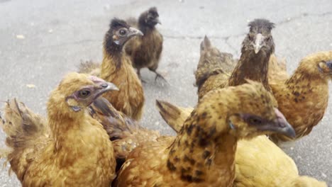 Cinematic-close-up-shot-of-a-flock-of-young-wild-chickens-on-the-Hawaiian-island-of-Maui