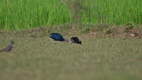 Grey-headed-swamphen-feeding-with-young-Chick-in-Morning