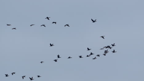 Flock-of-birds-soaring-together-in-formation-against-a-clear-sky
