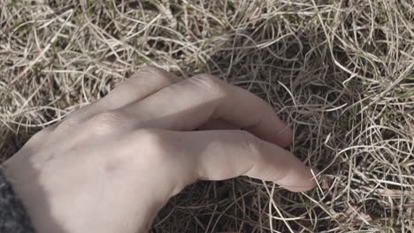 Nahaufnahme-Der-Hand-Einer-Frau,-Die-Sinnlich-Gras-Berührt
