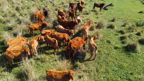Cattle-peacefully-grazing-in-a-pastoral-livestock-field