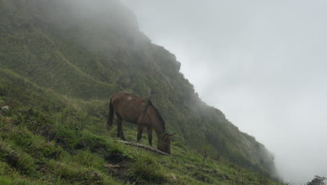 A-horse-grazing-on-mountain-pasture-in-the-morning-light-and-fog-in-the-Himalayas-of-Nepal