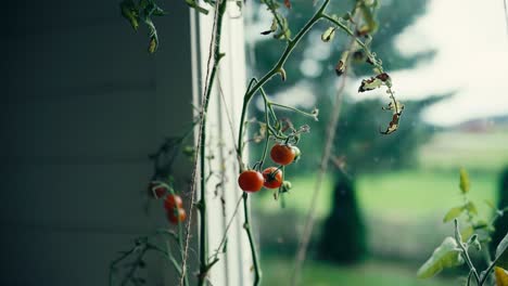 Una-Visión-Más-Cercana-De-Los-Tomates-Cherry-Frescos