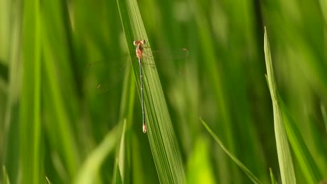 Libelle-Im-Grünen-Reisgras---Augen