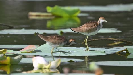 Pheasant-tailed-Jacana---Hydrophasianus-chirurgus-immature-on-water-lily-leaf
