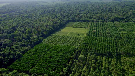 Oben-Ansicht-Einer-Açaí-Palmenplantage-Im-Brasilianischen-Amazonas-Regenwald