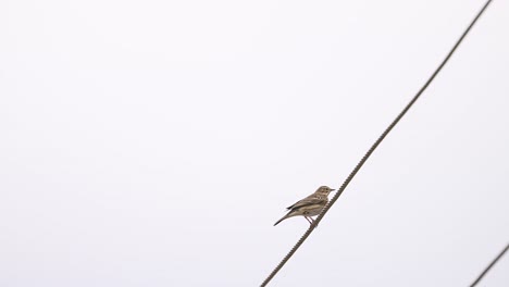 Tree-pipit--Anthus-trivialis-Sitting-on-Wire