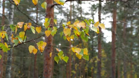 Nahaufnahme-Eines-Herbstlichen-Birkenzweigs-Mit-Gelben-Und-Grünen-Blättern,-Die-Im-Wind-Wehen