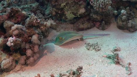 Blue-spotted-ribbontail-ray-and-cleaner-fish-in-the-Red-Sea