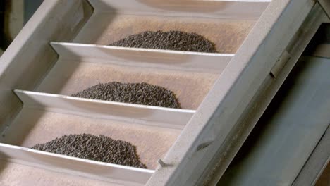 Industry-process-of-segregating-Black-Pepper-into-different-containers
