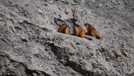 The-long-tailed-marmot-or-golden-marmot-Family-with-burrow