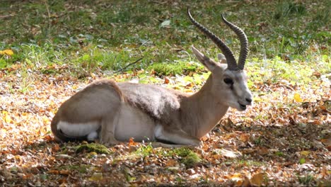 A-Young-Indian-Blackbuck-or-Antelope-Cervicapra-Lying-on-the-Ground-between-Grass-and-Autumn-Leaves-in-a-Slighly-Forested-Area-Chewing-and-Enjoying-the-Sun