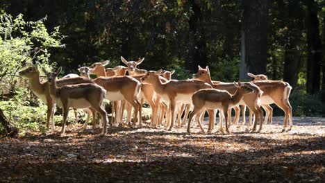 A-Flock-of-Persian-Gazelles-or-Gazella-Subgutturoza-Standing-in-a-Slightly-Forested-Area-Chewing-and-Enjoying-the-Sun-Falling-Through-the-Trees