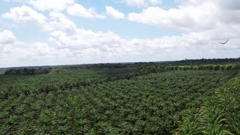 En-Las-Granjas-Amazónicas-Se-Cultivan-Palmas-De-Açaí-Por-Sus-Frutos,-Hojas-Y-Madera.