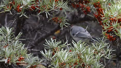 Cinereous-tit-Feeding-in-bushes