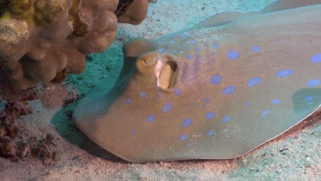 Blue-spotted-ribbontail-ray-close-up-on-coral-reef