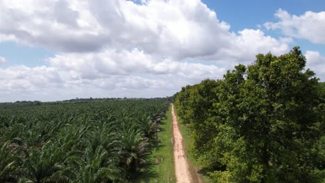 Açaí-palm-tree-farmland-is-vital-to-the-economy-of-the-Amazonas,-Brazil