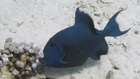 Nahaufnahme-Eines-Wunderschönen-Blauen-Drückerfisches,-Der-In-4K-Von-Der-Koralle-Beißt