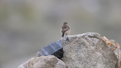 Siberian-Stonechat-Saxicola-maurus-perched-on-rock